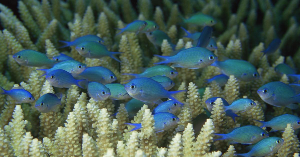 A school of bleu fish swims through a coral reef in the Great Barrier Reef.